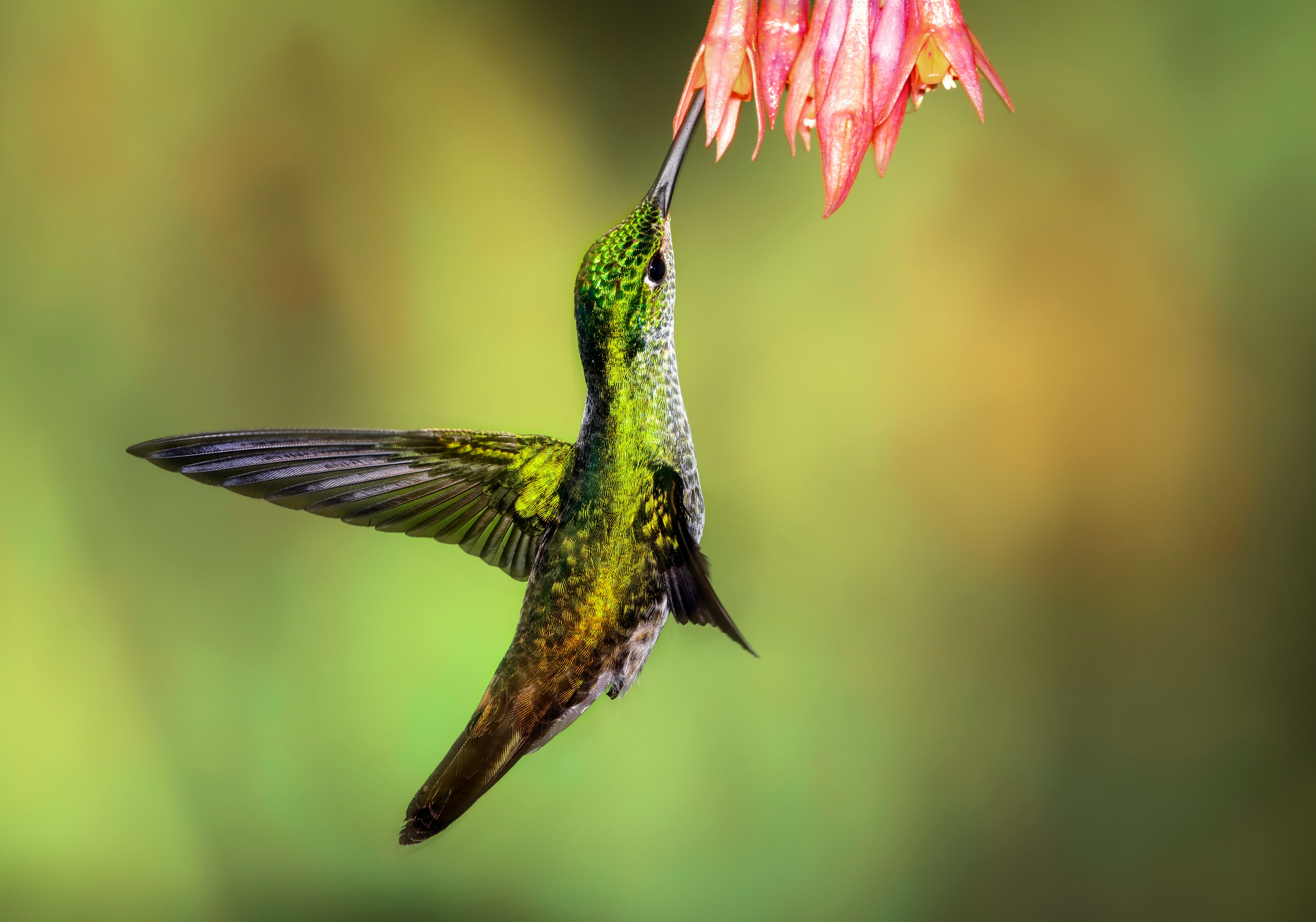 Hummingbird drinking nectar from a flower