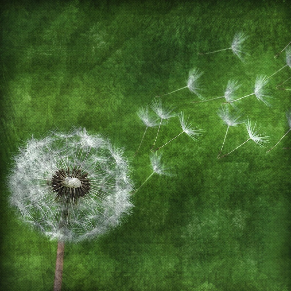 Dandelion Blowball