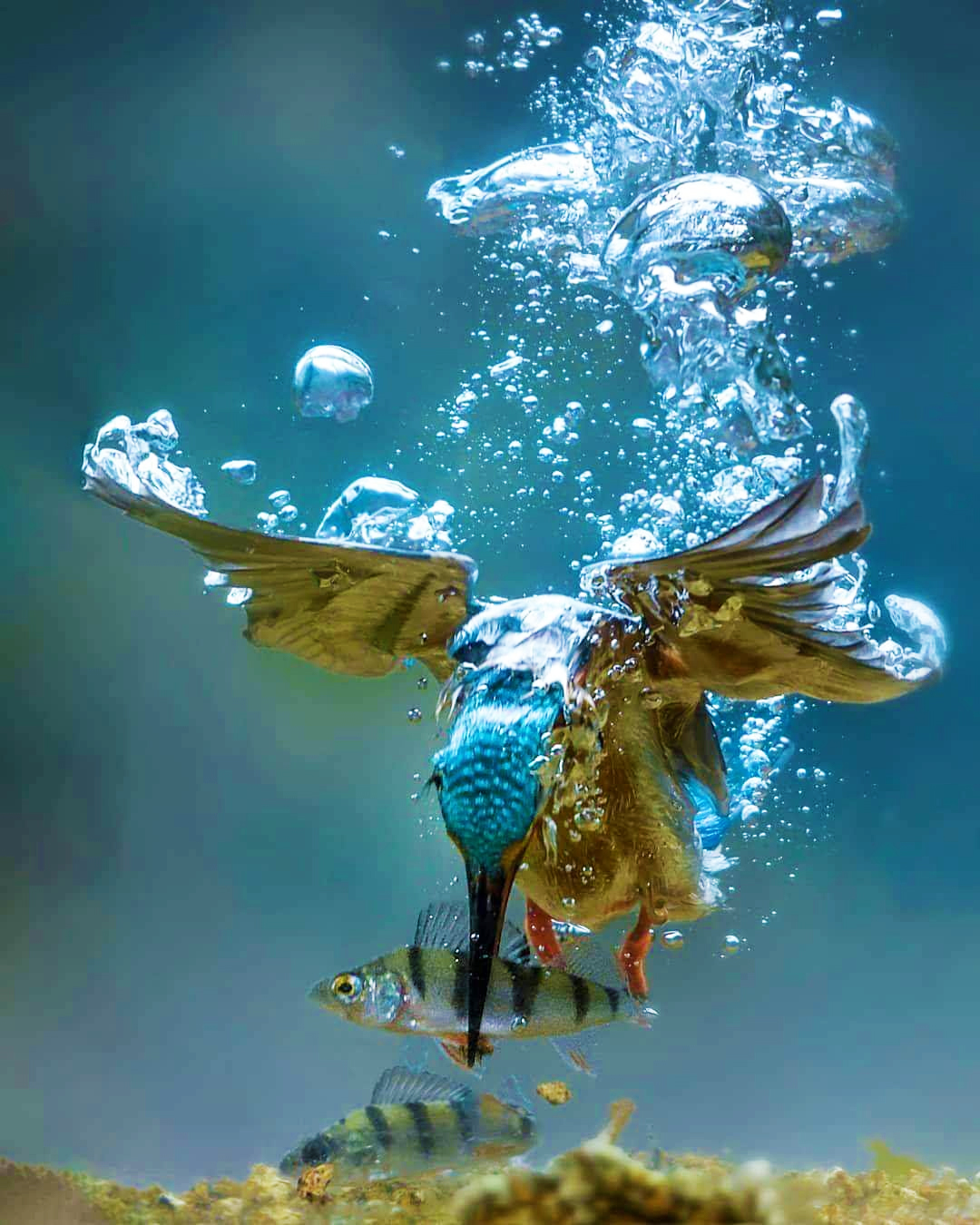 A Kingfisher catching a fish underwater