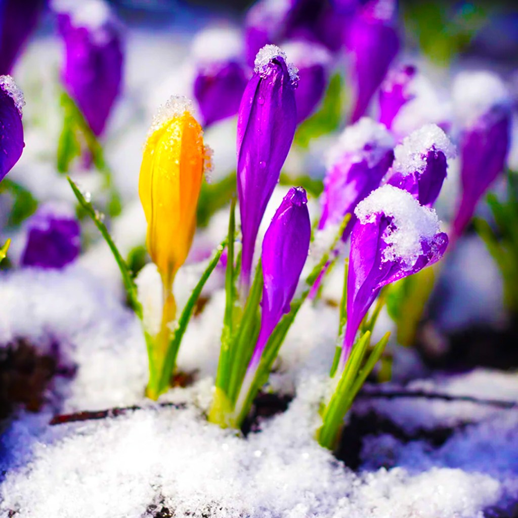 The Focus is the&nbsp;Crocus