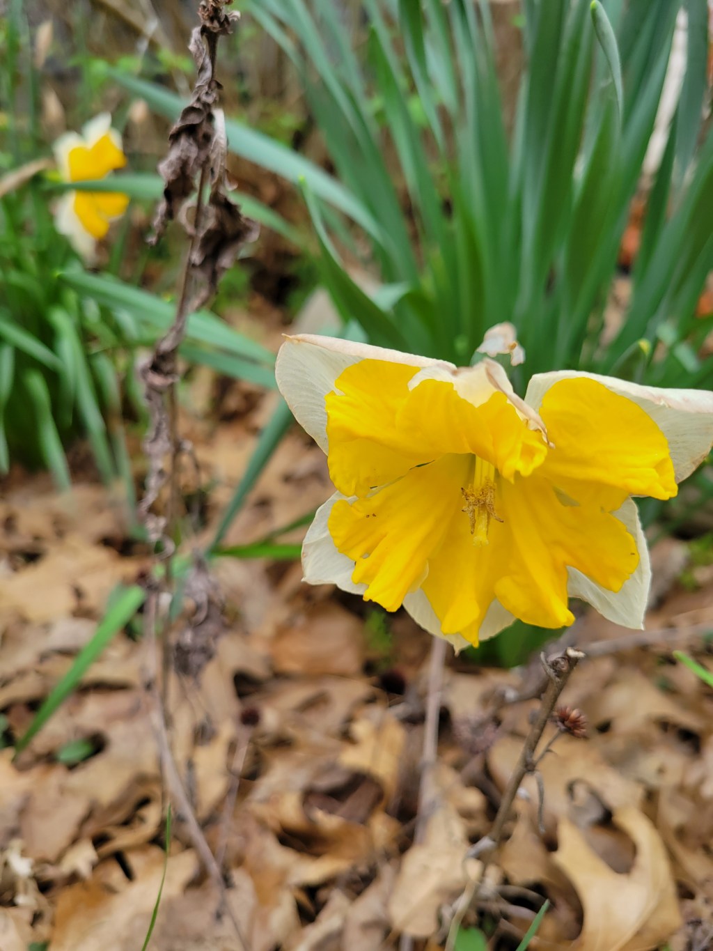 My Lovely Yellow&nbsp;Daffodil
