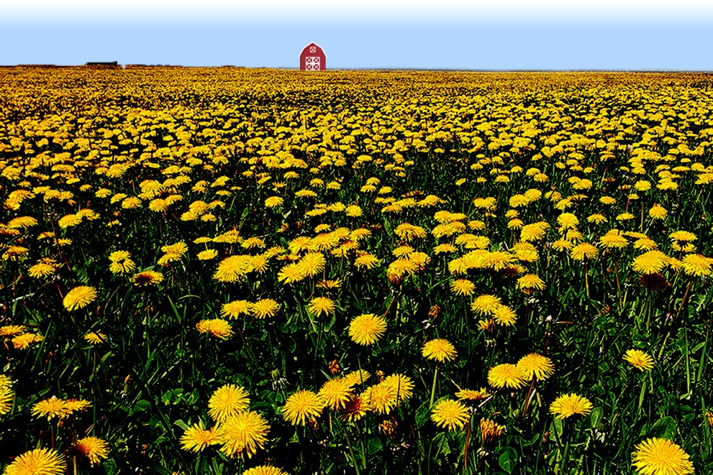 I Love You&nbsp;Dandelion