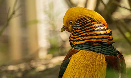 Pleasant Pheasant