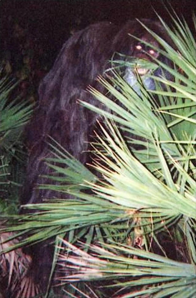 Skunk Ape