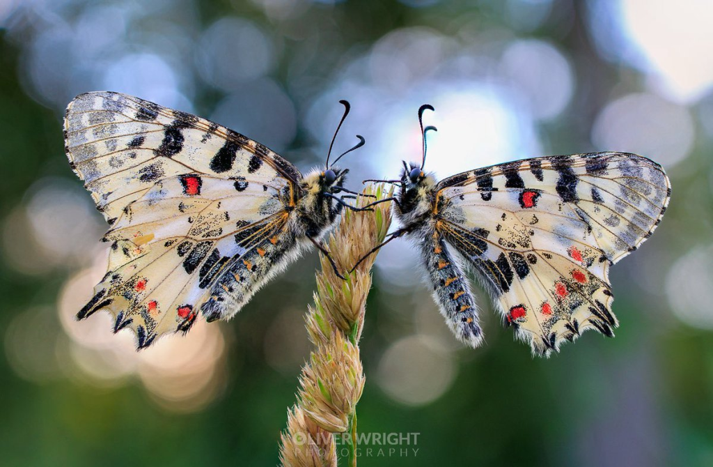 Butterfly Photograph