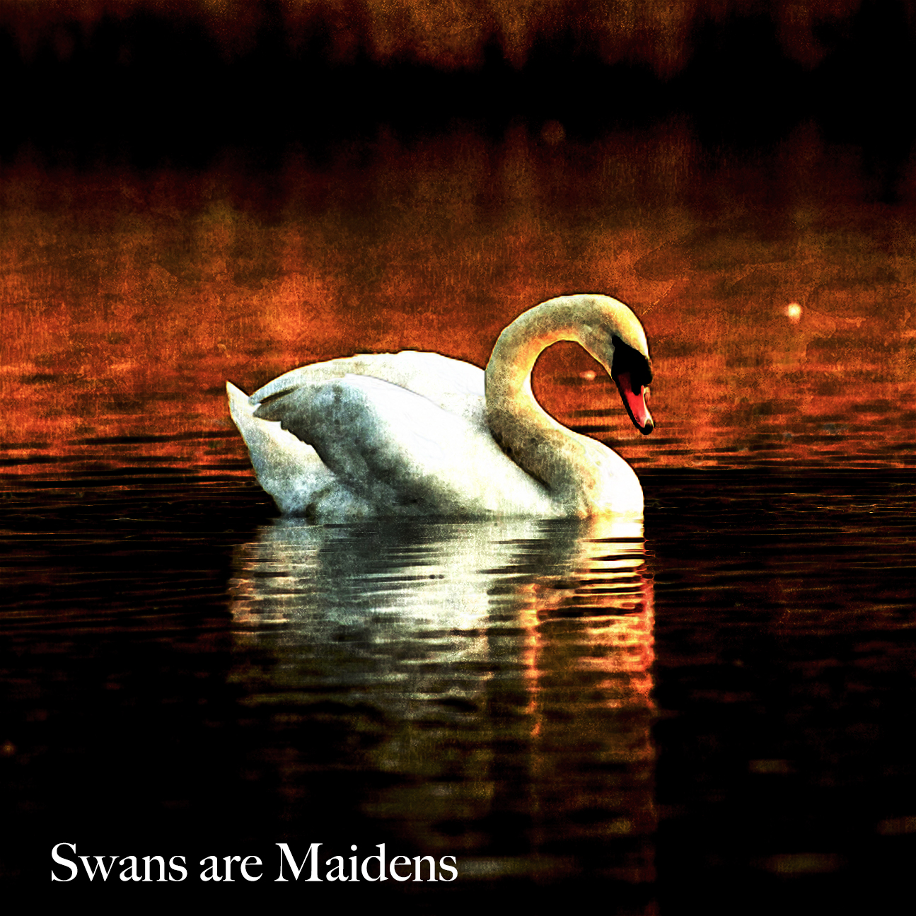 Swan