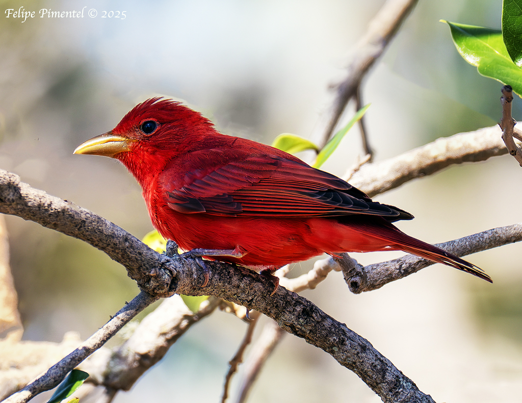 Unruly Tanagers