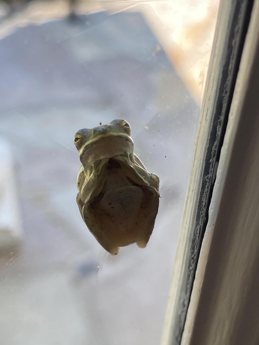 Hello Little Frog