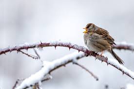The Winter Bird