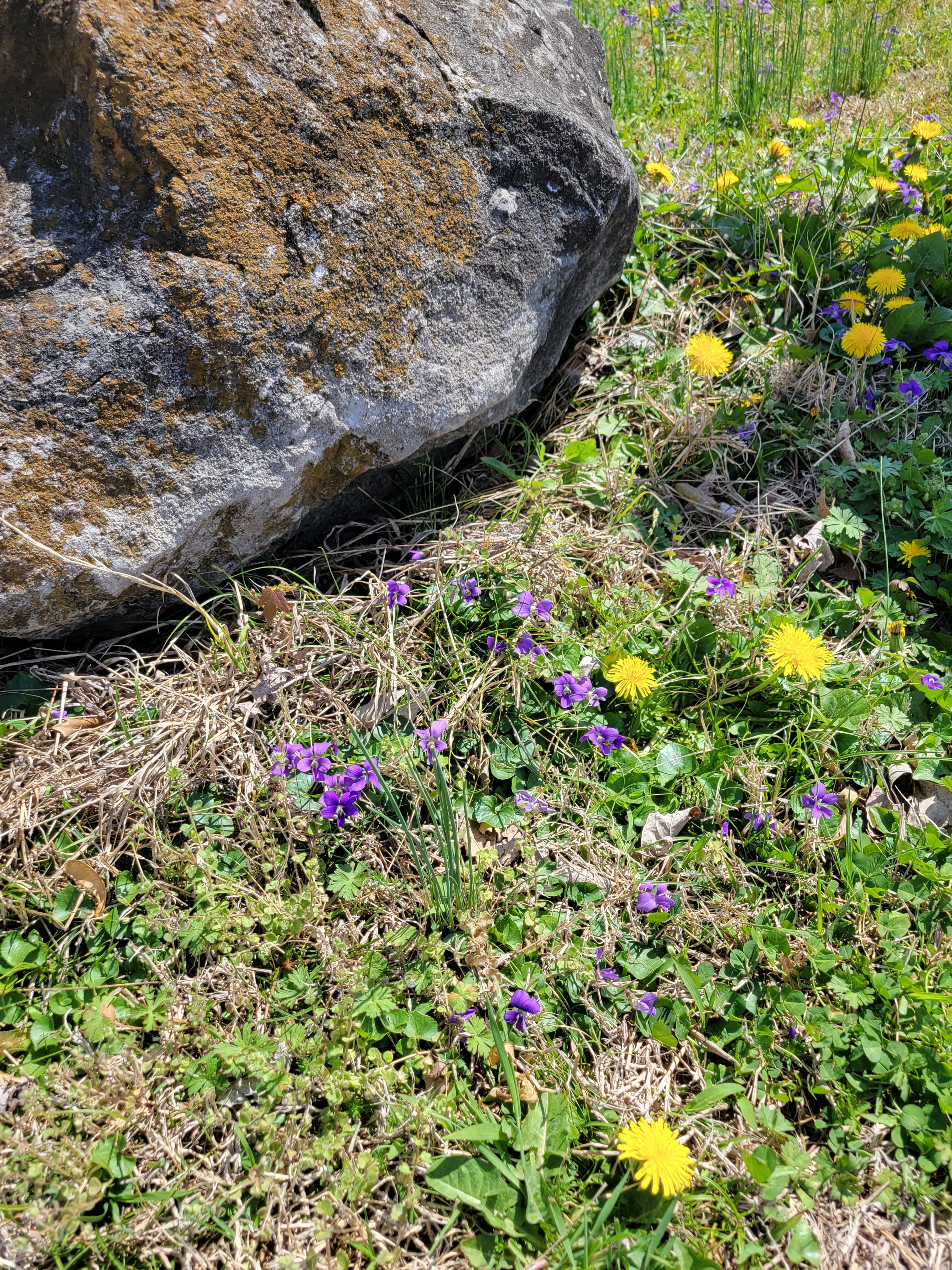 Photos from my walk today, March 29