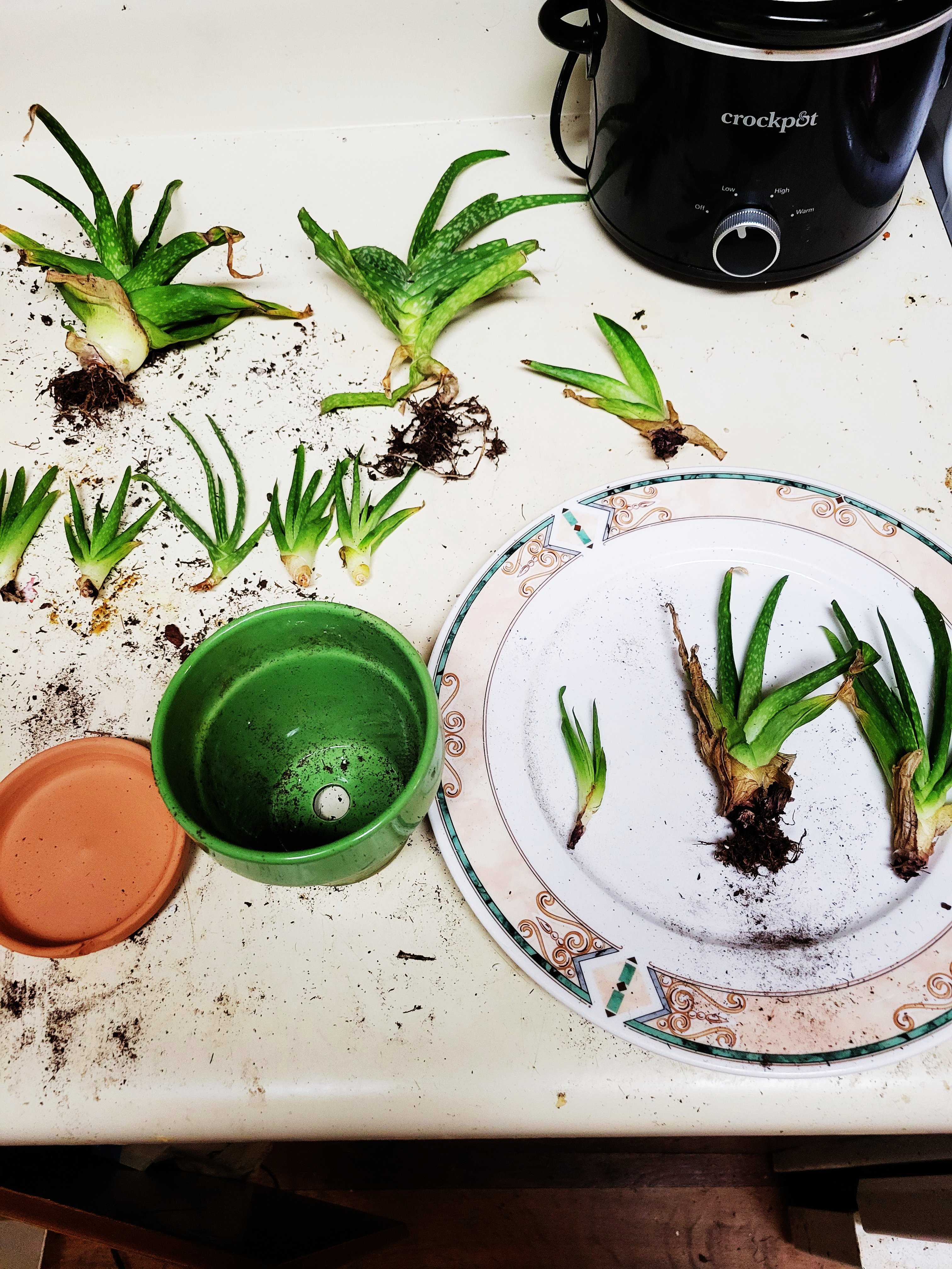 Aloe being replanted